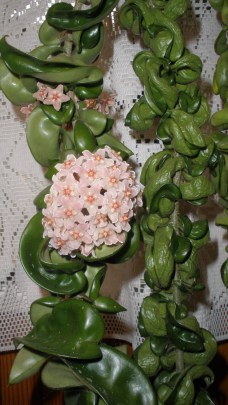Hoya Bloom