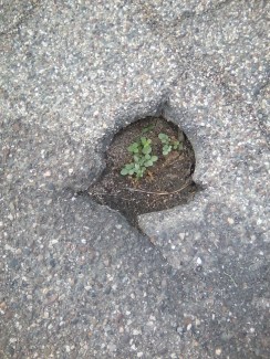 PlantInPotHole