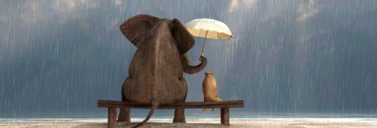 elephant-dog-kindness